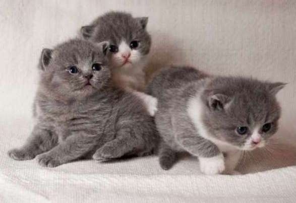 Socialized Scottish Fold Kittens 