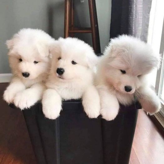 AMAZING Samoyed Puppies Male and Female READY 