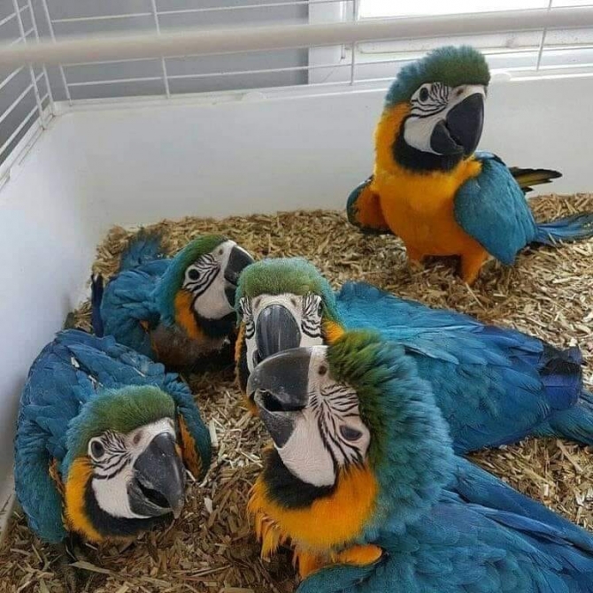 African grey parrots, Macaw parrots, cockatoos, Amazon Parrots