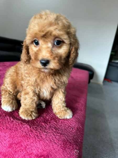  Beautiful Cavoodle puppies,