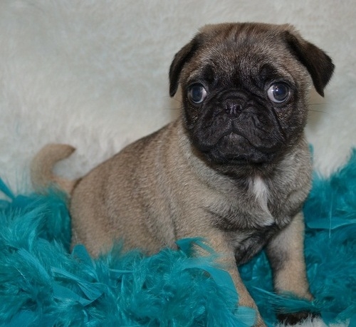  Cute and lovely Pug Puppies to lovely and togetherness